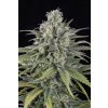 Humboldt Seeds UK Cheese Autoflowering, feminizovaná semena konopí, samonakvétací