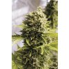 Humboldt Seeds UK Cheese Autoflowering, feminizovaná semena konopí, samonakvétací