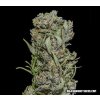 Kalashnikov Seeds White Critical Express, feminizovaná semena konopí