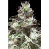 Paradise Seeds Original White Widow, feminizovaná semena konopí