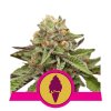 Royal Queen Seeds Green Gelato, feminizovaná semena konopí