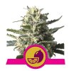 Royal Queen Seeds Lemon Shining Silver Haze, feminizovaná semena konopí