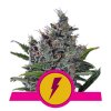 Royal Queen Seeds North Thunderfuck, feminizovaná semena konopí