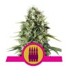 Royal Queen Seeds Royal AK, feminizovaná semena konopí