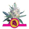 Royal Queen Seeds Royal Cheese Fast, feminizovaná semena konopí, fast