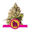 Royal Queen Seeds Royal Gorilla, feminizovaná semena konopí