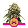 Royal Queen Seeds Special Queen #1, feminizovaná semena konopí