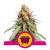 Royal Queen Seeds Shining Silver Haze, feminizovaná semena konopí