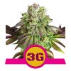 Royal Queen Seeds Triple G, feminizovaná semena konopí