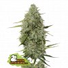 Seedstockers BCN Critical XXL Auto, feminizovaná semena konopí, samonakvétací