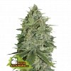 Seedstockers Super Skunk, feminizovaná semena konopí