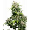 Sensi Seeds California Indica, feminizovaná semena konopí