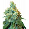 Sensi Seeds Jack Herer, feminizovaná semena konopí