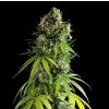 Royal Queen Seeds x Mike Tyson NYC Sour D Auto, feminizovaná semena konopí, samonakvétací