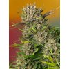 Sweet Seeds Auto Papaya Zoap, feminizovaná semena konopí, samonakvétací