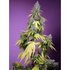 Sweet Seeds Auto Jet Fuel Mandarine XL, feminizovaná semena konopí, samonakvétací