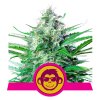 1+1 ZDARMA Royal Queen Seeds Grape Ape , feminized , 3ks