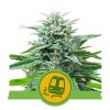 1+1 ZDARMA Royal Queen Seeds Trainwreck Auto , feminized autoflowering , 3ks