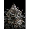 Fast Buds Pound Cake Auto, feminized autoflowering, 5ks