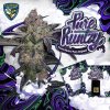 T.H. Seeds Pure Runtzy, feminized, special pack 6+1ks