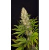 Buddha Seeds Panakeia High Terpens CBG, feminized, 3+1ks