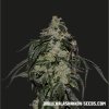 Kalashnikov Seeds Soyuz OG Express, feminized fast, 5ks