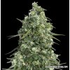 Kalashnikov Seeds Partizan Express, feminized fast, 10ks