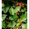66996 kavovnik arabsky coffea arabica 6ks