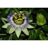 67026 mucenka modra passiflora caerulea 20ks