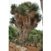 67062 yucca rostrata 10ks