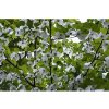 67065 davidia davidia involucrata 1ks