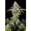 67173 t h seeds underdawg kush feminized