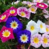67395 svlacec convolvulus tricolor mix tri barev