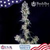Buddha Seeds Cookie Auto,autoflowering feminized (Balení 10 ks)