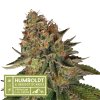 Seedstockers x Humboldt Blue Moby Regular (Balení 10 ks)