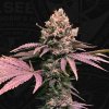 T.H. Seeds 6+1 special pack London Mint Cake, feminized (Balení 7 ks)