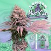 T.H. Seeds 6+1 special pack London Mint Cake, feminized (Balení 7 ks)