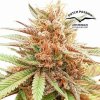 67698 dutch passion durban dew feminized