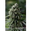 68190 silent seeds critical 2 0 feminized