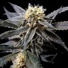 68193 dna genetics auto strawberry banana autoflowering feminized