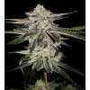 68208 dna genetics miss dna feminized