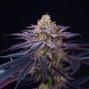 Perfect Tree Seeds Rotten Apple feminized (Balení 6 ks)