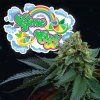 68379 perfect tree seeds lime ozz feminized