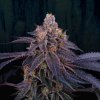 Perfect Tree Seeds Granita feminized (Balení 6 ks)