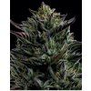 68460 humboldt seed company california octane feminized