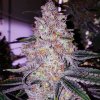 68970 ethos genetics planet of the grapes rbx feminized