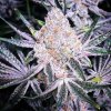 68976 ethos genetics purple sunset rbx2 feminized