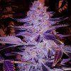 69156 ethos genetics forbidden zkittlez bx1 regular