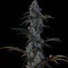 69192 ethos genetics zweet og f2 regular