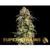 Super Strains, Cookies Krush, feminized (Balení 5 ks)